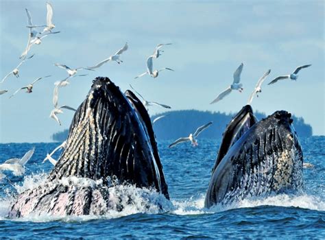 whalw watching|best place to see humpback whales.